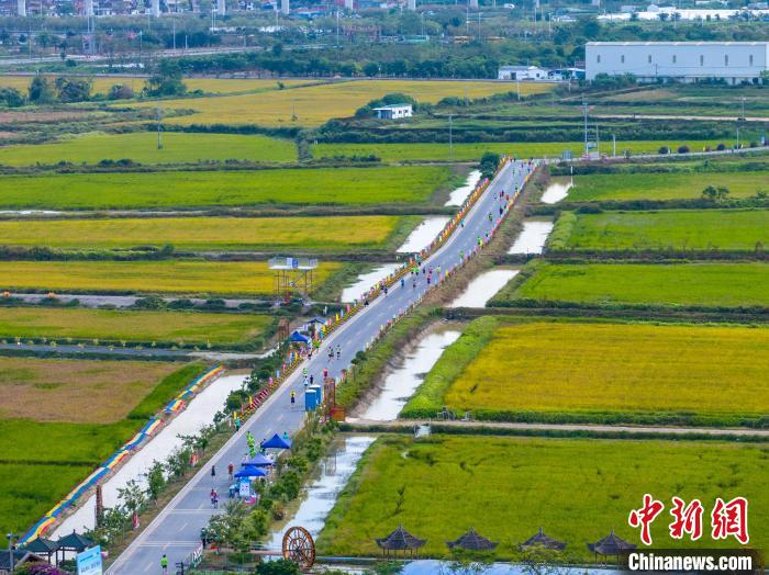 佛山高明稻田马拉松鸣枪开跑 万余名选手参与